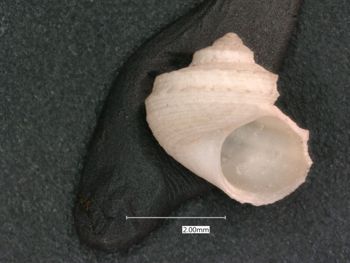 Media type: image;   Malacology 7574 Description: dry;  Aspect: APT